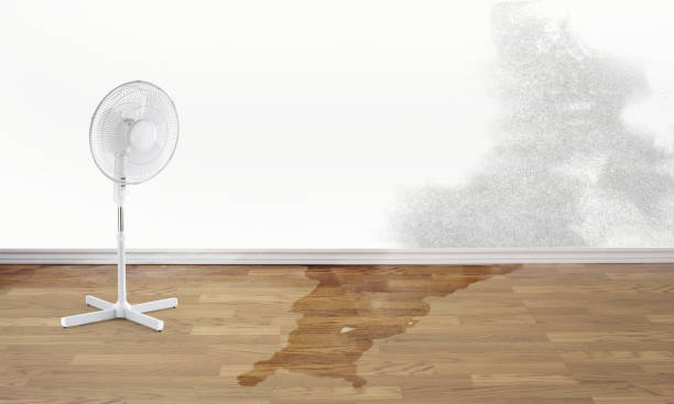 Best Carpet water damage restoration  in Biltmore, TN